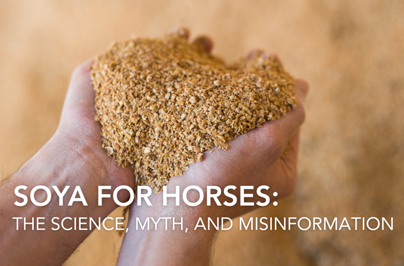 Soya For Horses: The Science, Myth and Misinformation | Equine Science Matters™